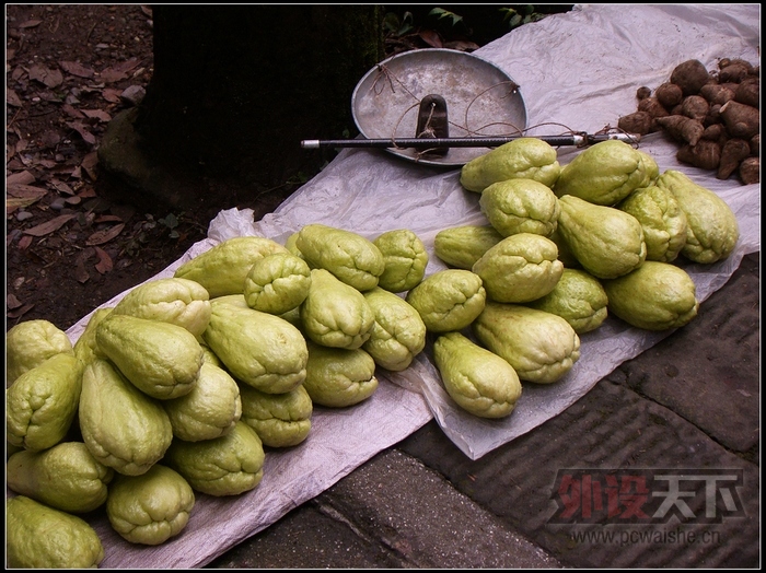 �ȶ���ӴMagicII�������� ����